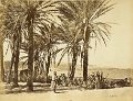 Alger vue prise du jardin d essai mars 1888